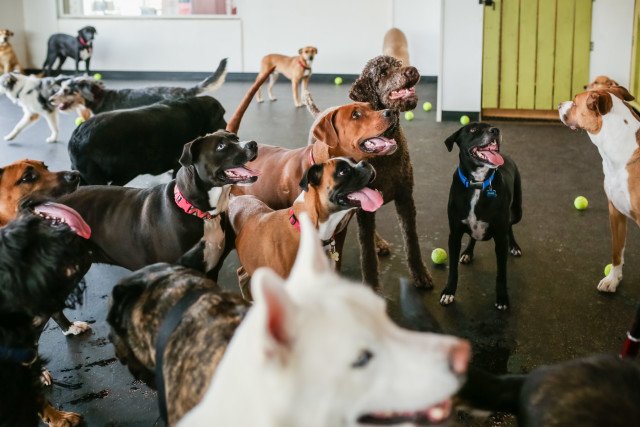 dog daycare at all paws inn pet resort and daycare, belleville, il
