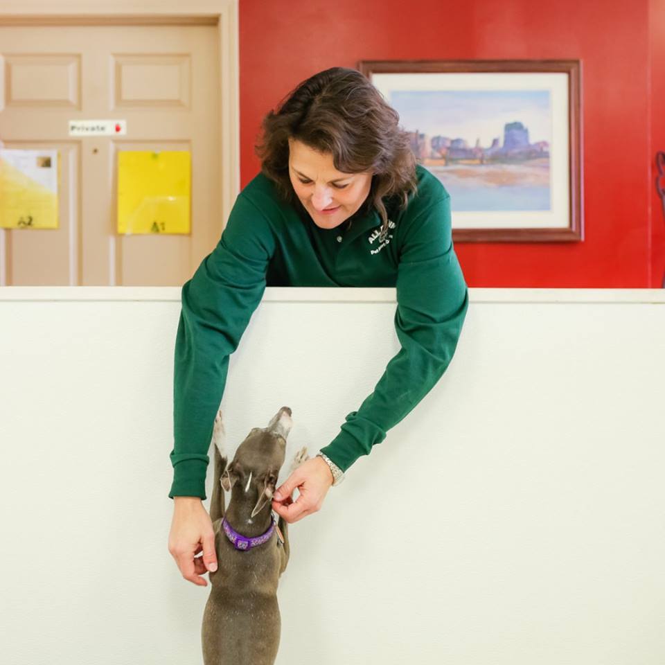 personalized pet care at all paws inn pet resort and day care, belleville, il