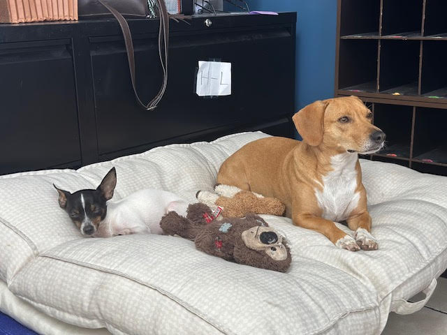 Pups specials at all paws inn pet resort and daycare, belleville, il
