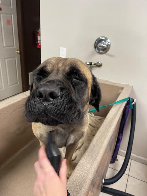 self-service dog baths at all paws inn pet resort and daycare, belleville, il