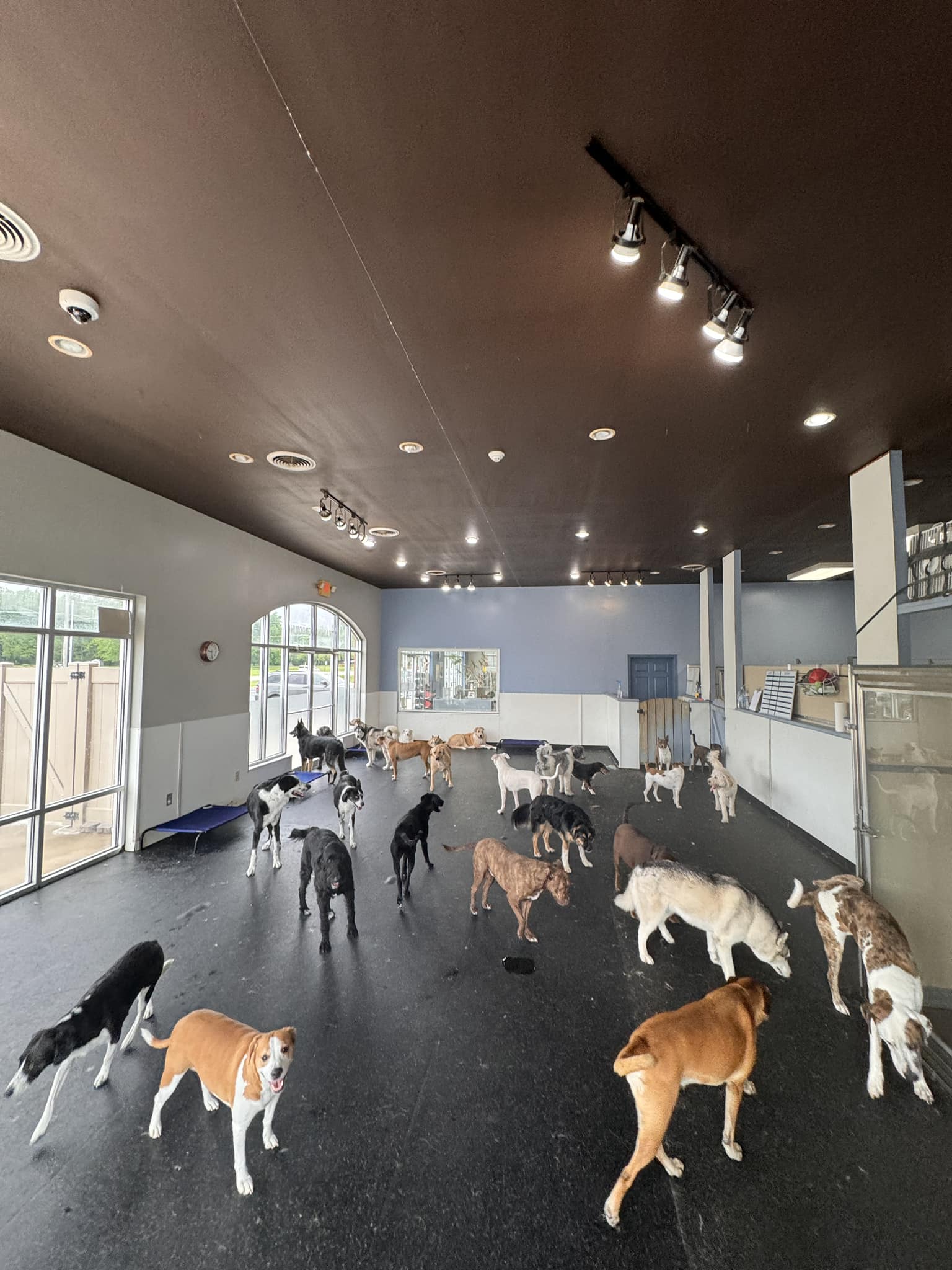 490184342_1130219709119541_8784075199544209477_n staff at all paws inn pet resort and daycare, belleville, il