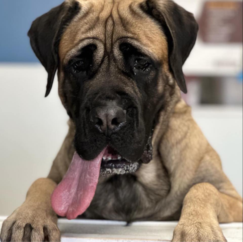 personalized pet care at all paws inn pet resort and day care, belleville, il